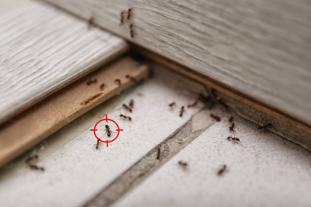 Best Local Pest Control Services  in Georgetown, CO
