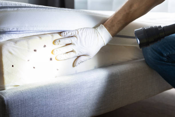 Best Affordable Pest Control Services  in Georgetown, CO