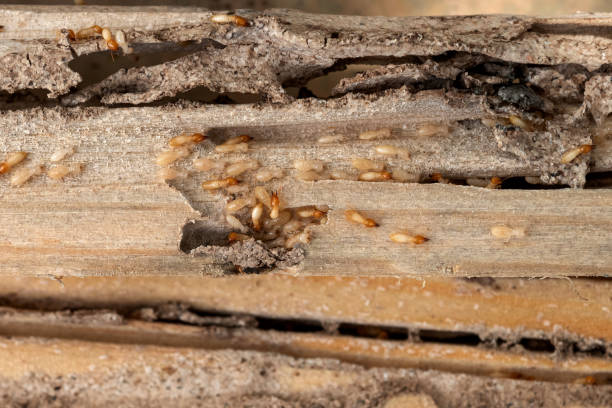 Best Pest Inspection Near Me  in Georgetown, CO